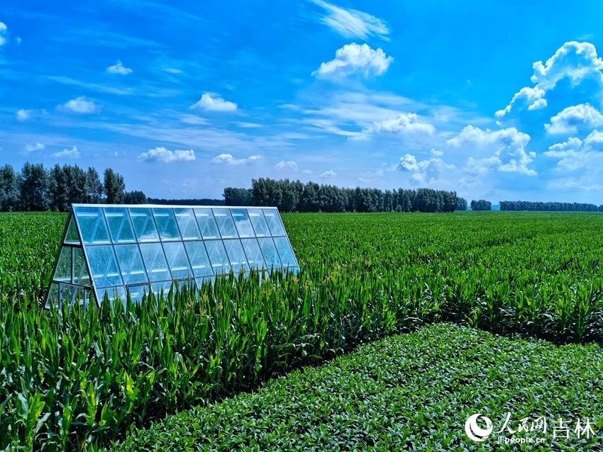 梨樹縣全國百萬畝綠色食品原料（玉米）標準化生產基地核心示范區。人民網 李洋攝