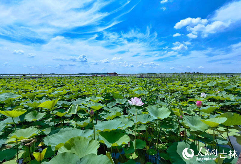 查干湖美景。人民網李洋攝