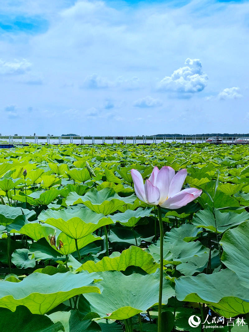 查干湖美景。人民網李洋攝