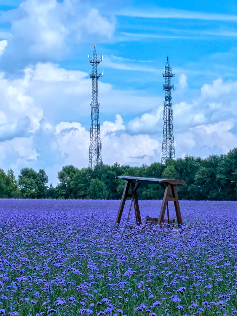 查干湖花海景觀。人民網李洋攝