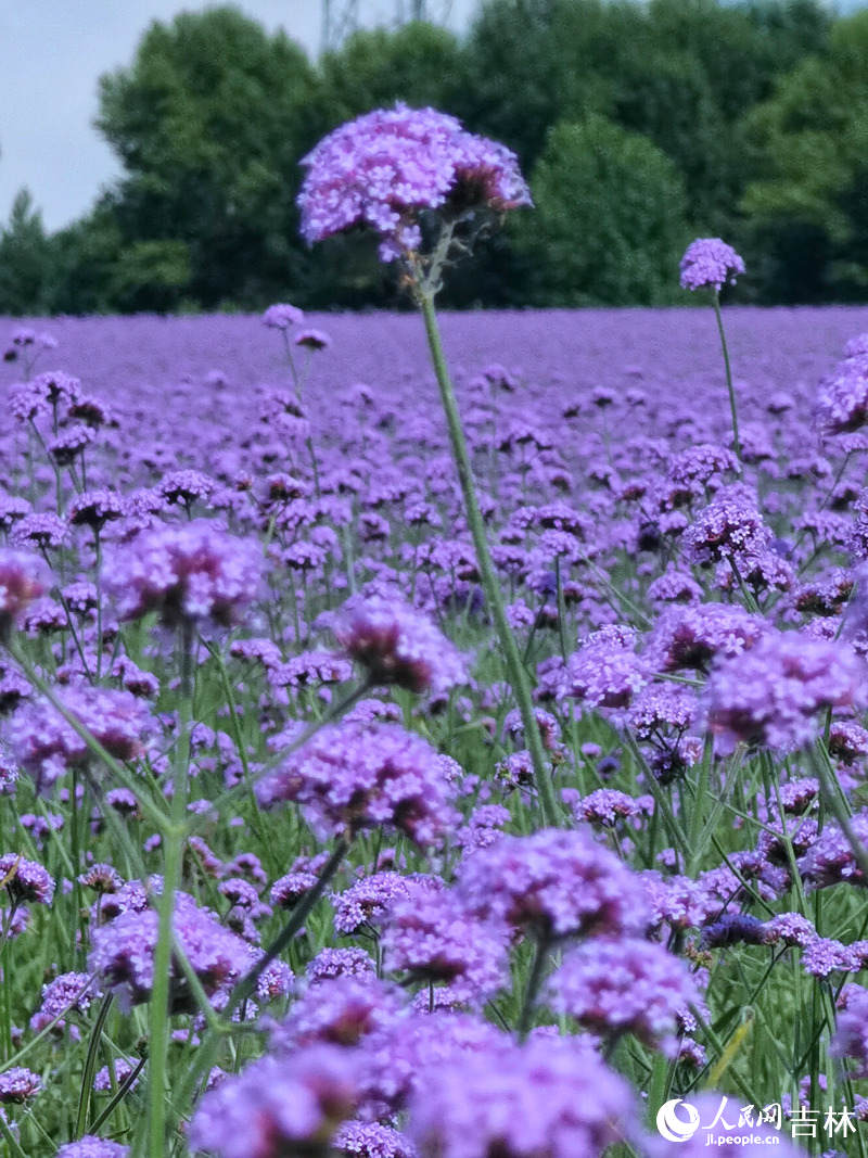 查干湖花海景觀。人民網李洋攝