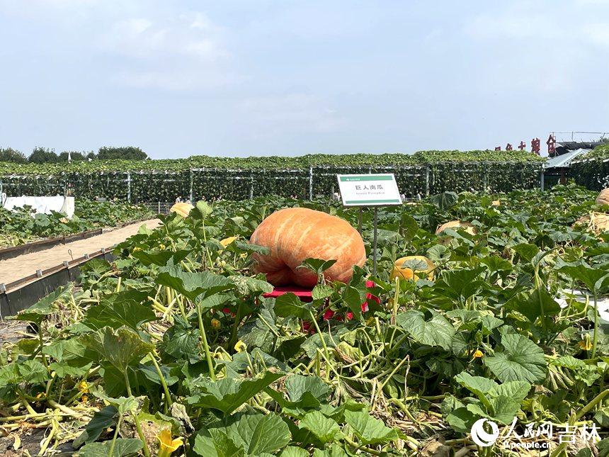 農博園展出的“超大”南瓜。人民網 李思玥攝