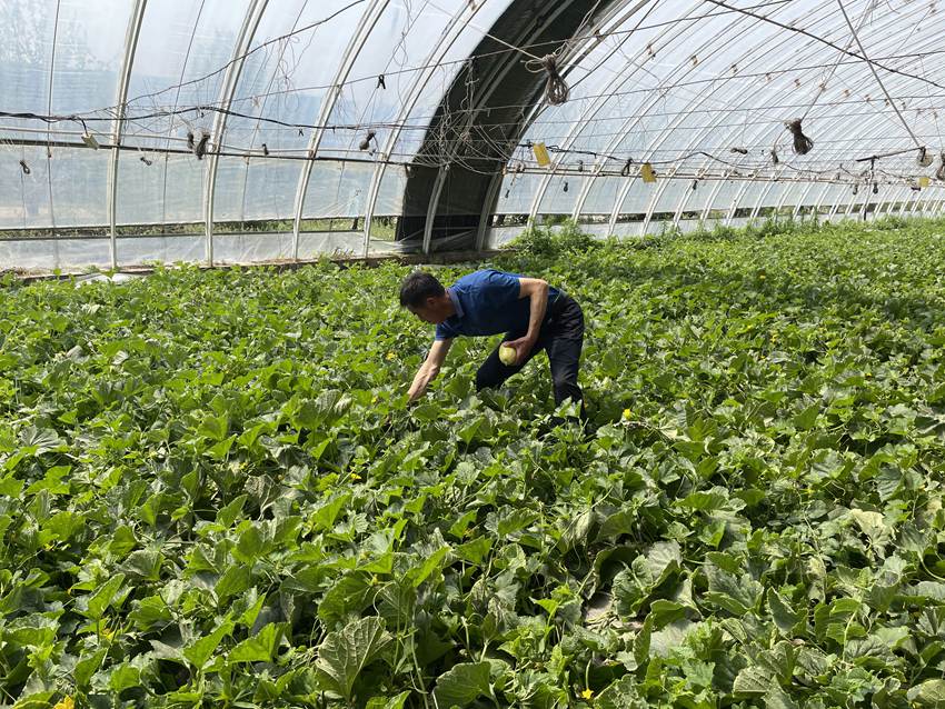 瓜果蔬菜大棚收成好。