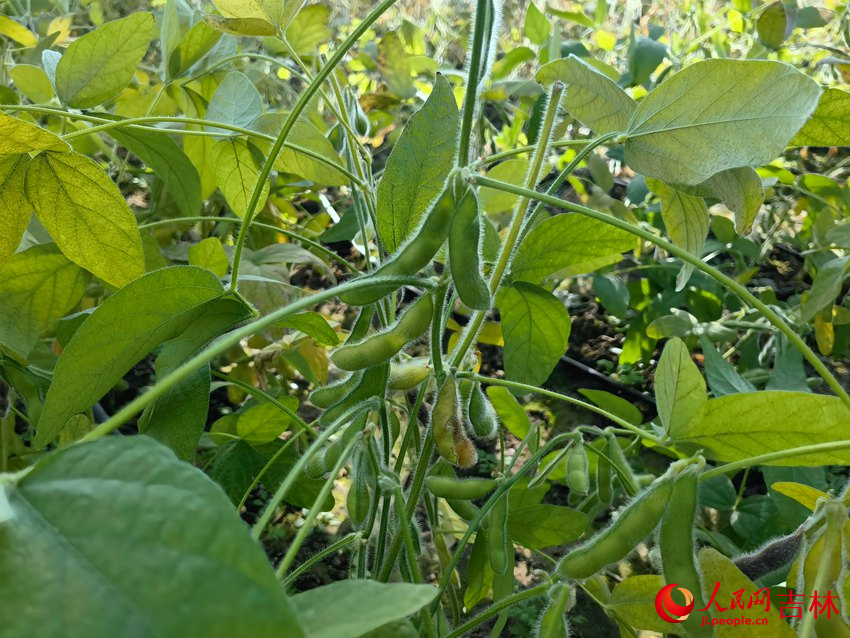 智能實驗溫室試驗田中種植的大豆。人民網 馬俊華攝