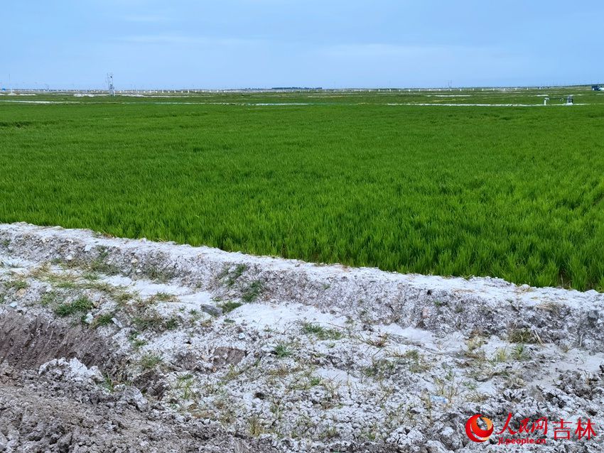 大安市改良的鹽堿地種植水稻。人民網 李洋攝