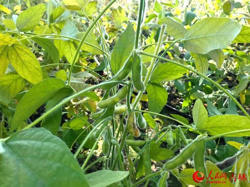 公主嶺市擴種大豆迎豐收。人民網 馬俊華攝