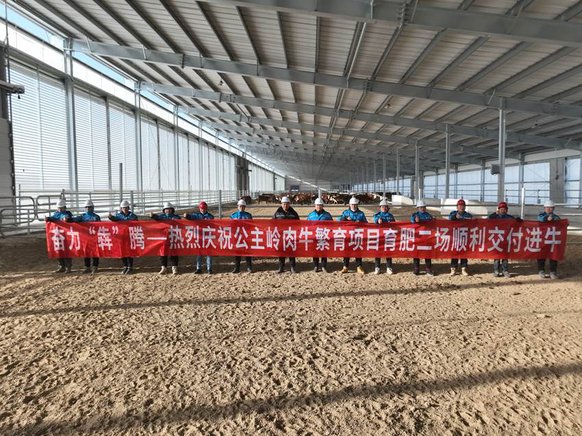 公主嶺肉牛繁育項目育肥二場順利交付。（寶冶長春分公司供圖）