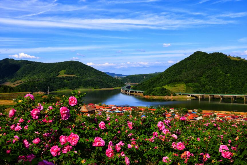 靖宇縣花園口鎮松江花海。