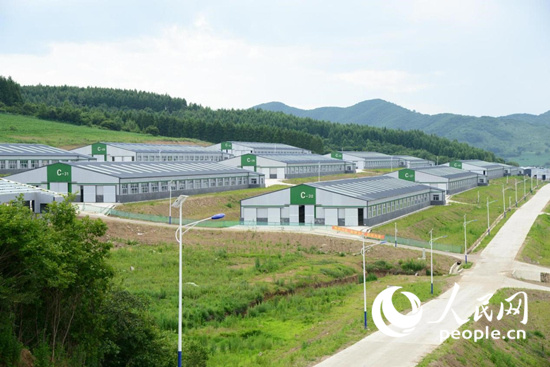汪清吉天然農牧科技開發有限公司肉牛養殖基地。 李洋攝