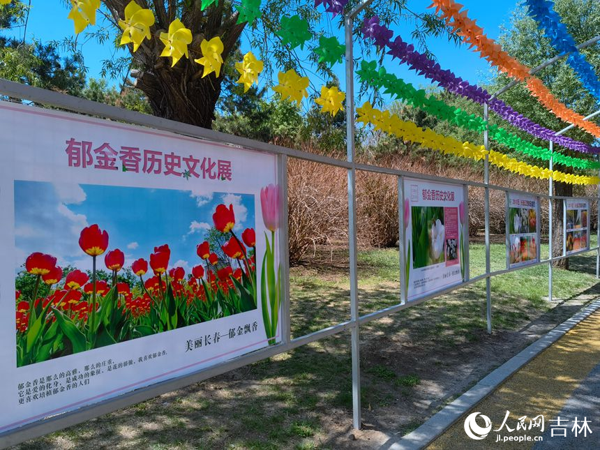 長春40萬余株郁金香綻放。人民網 馬俊華攝