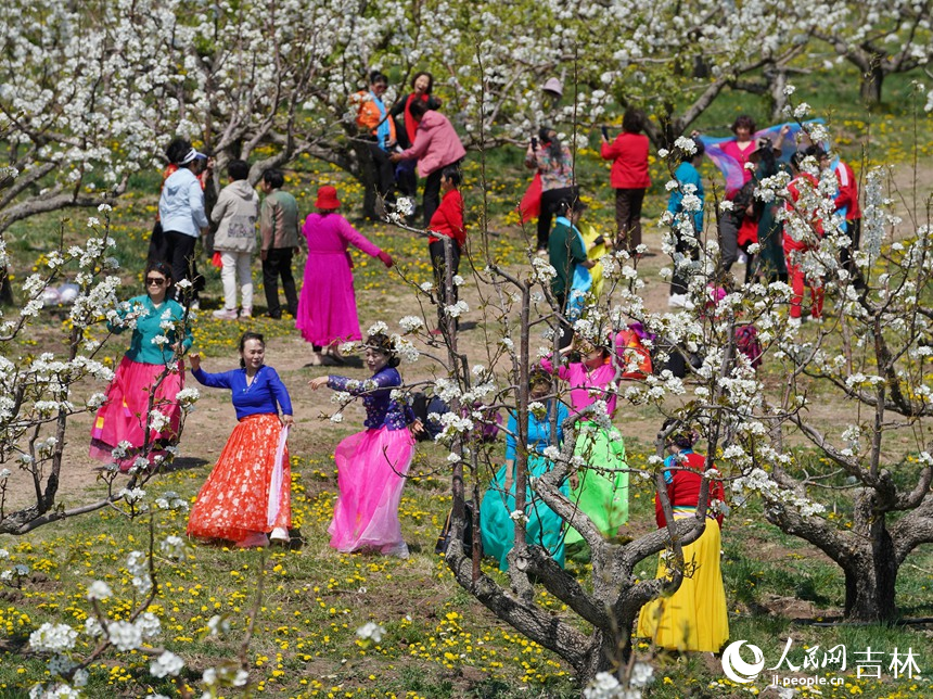 吉林省延邊州龍井市萬畝梨園迎來梨花盛開期。游客們載歌載舞，彈琴賞花，拍照留念。人民網 李洋