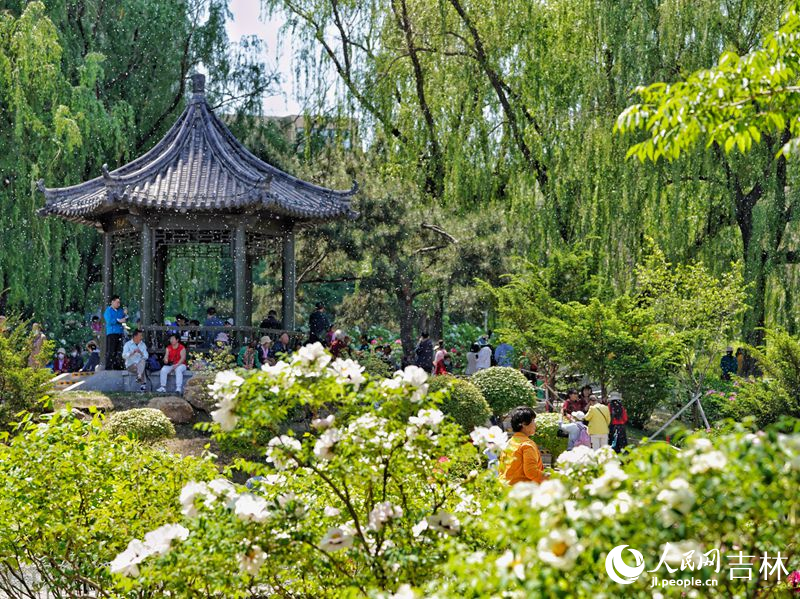 5月18日，長春市牡丹園11000余株牡丹花競相綻放。人民網記者 李洋攝