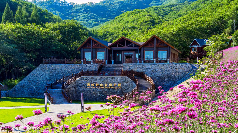 云嶺野山參保護區景色迷人。（受訪者供圖）