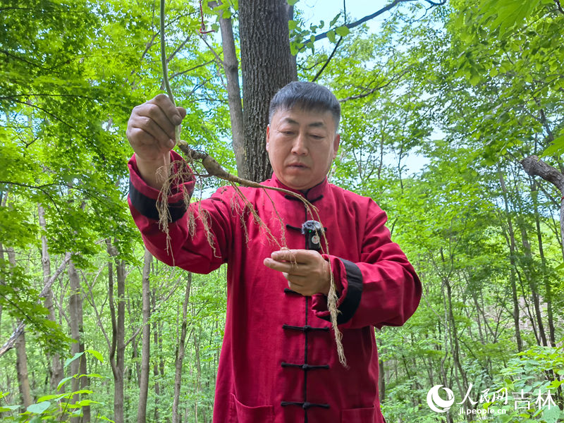 李把頭講解剛“抬”的人參。人民網記者 馬俊華攝