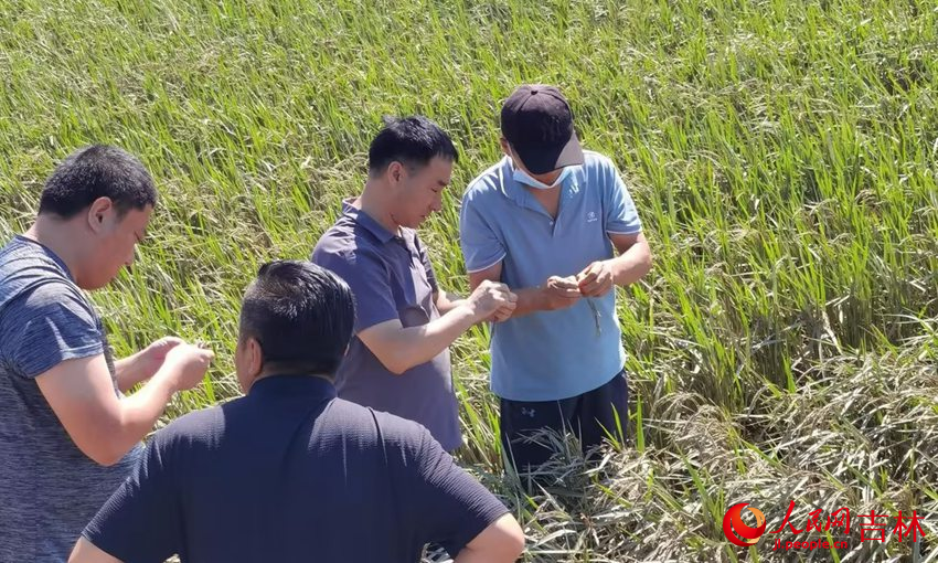 8月13日，吉林農業科技學院派出專家赴舒蘭災區調研指導種植業、畜牧業災后補救工作。人民網記者 王海躍攝