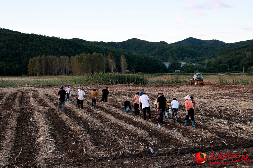 絕收地塊秋菜補種爭分奪秒進行中。人民網記者 王海躍攝