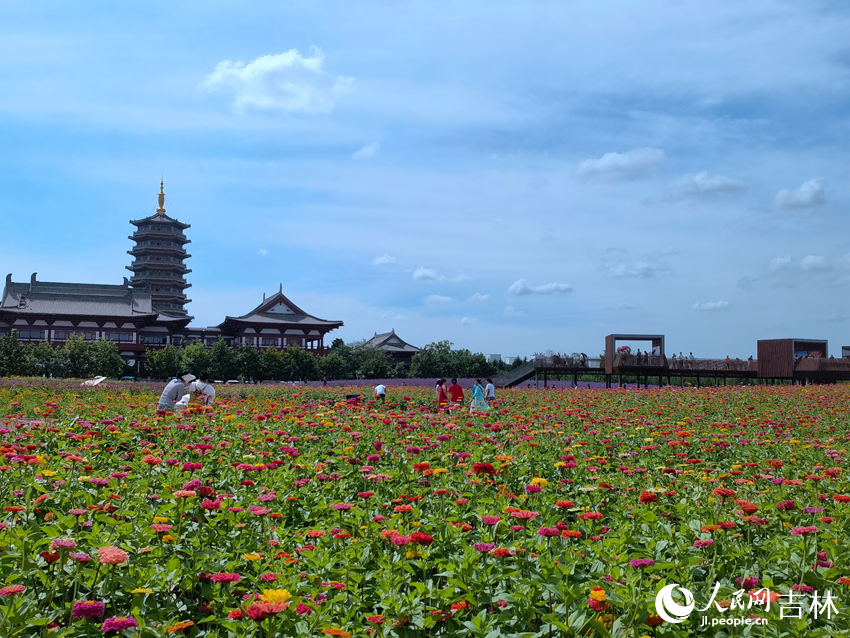 長春北湖國家濕地公園花海景觀。人民網記者 馬俊華攝