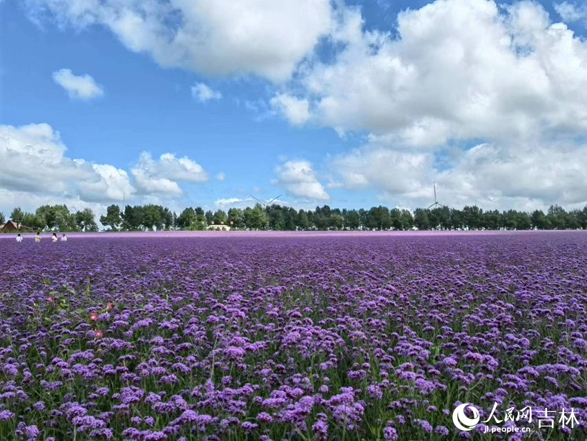 契丹島百花園。人民網記者 馬俊華攝