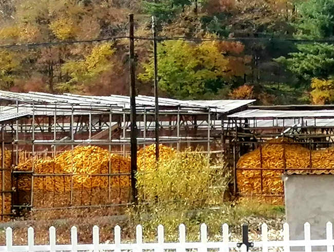 農家院里金燦燦的玉米。（孟海鷹/攝）