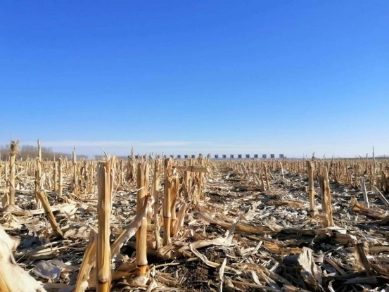 冬日里的梨樹縣國家百萬畝綠色食品玉米標準化基地核心區 孟海鷹/攝