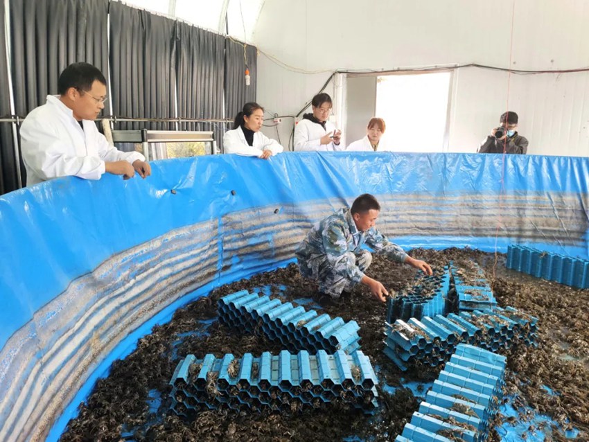 公主嶺“稻漁科技小院”，采用“雙邊溝+分箱式插秧”稻田養蟹模式，并在此基礎上結合測深緩釋施肥等技術