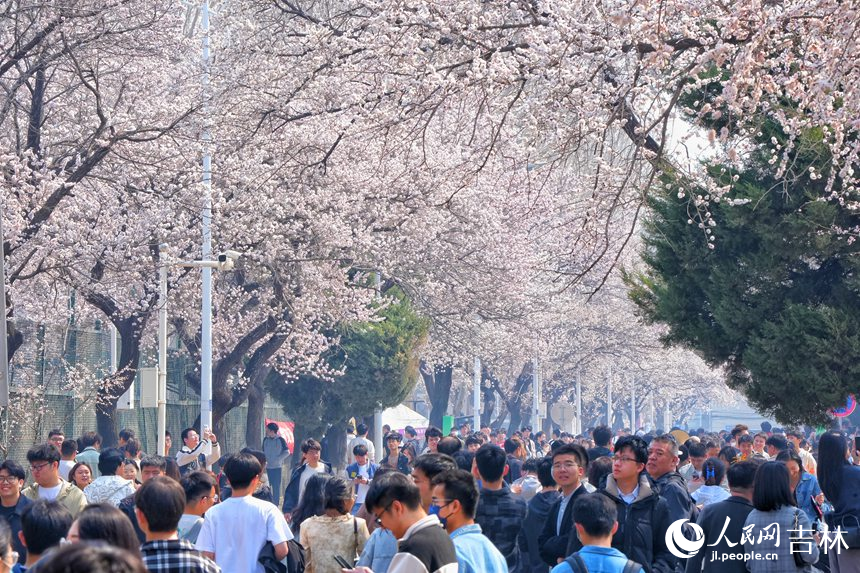 吉林大學杏花次第綻放，吸引大批市民游客觀賞。人民網記者 李洋攝