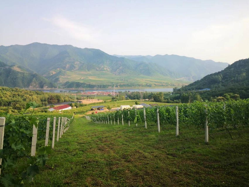 吉林集安山葡萄科技小院。（吉林集安山葡萄科技小院供圖）