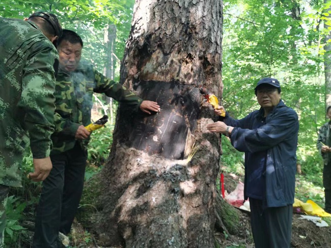 在二道白河寶馬林場的老林中發現了長白山人參“兆頭”。曹保明供圖