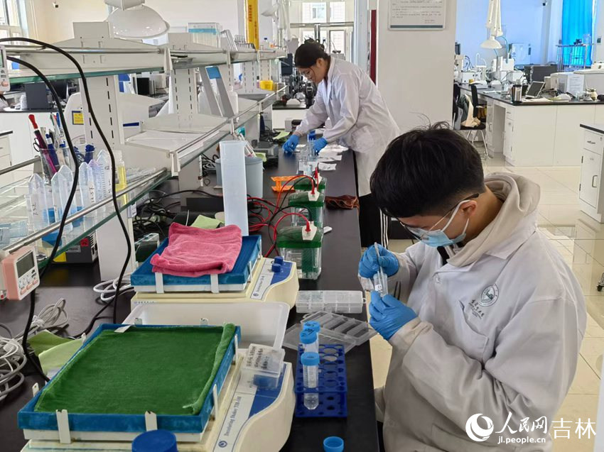 吉林農業大學菌物學院學生做實驗。人民網記者 馬俊華攝