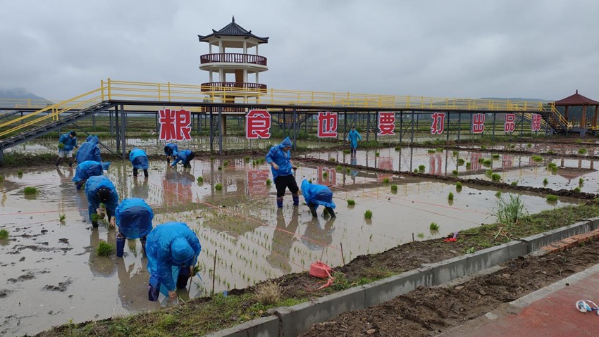 和龍稻米科技小院師生們正在進行水稻插秧。（和龍稻米科技小院供圖）