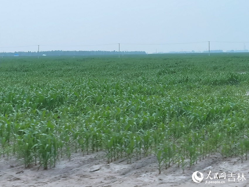 吉林協聯蘇打鹽堿地改良種植基地。人民網記者 馬俊華攝