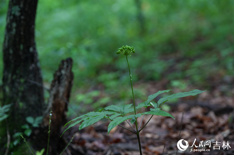 長白山地區森林覆蓋率達84.5%，是一座“立體資源寶庫”，適宜的環境，豐富的有機質含量，使人參在此條件下長出極佳的品質。圖為位于吉林通化的云嶺野山參產業園的林下參。人民網記者 李洋攝