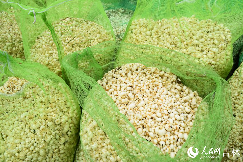 在吉林敦化市牡丹平貝母種植基地，一顆顆貝母，成為了當地農民們增收致富的“金豆子”。敦化市委宣傳部供圖。