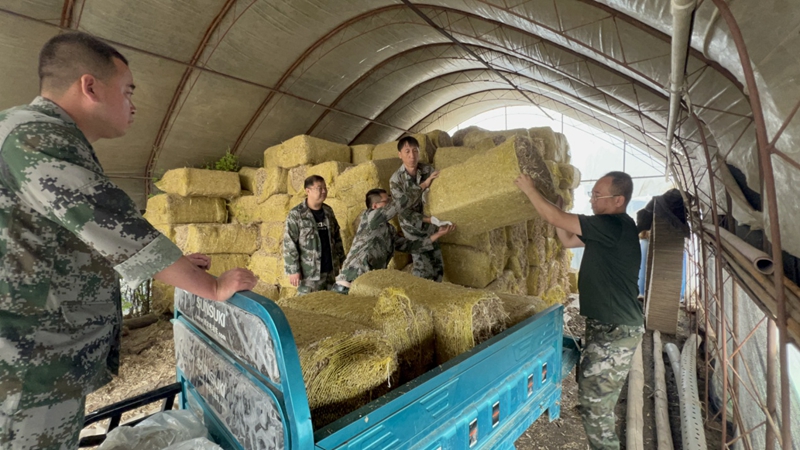 德惠市吉行軍志愿服務隊幫助村民轉移飼料。