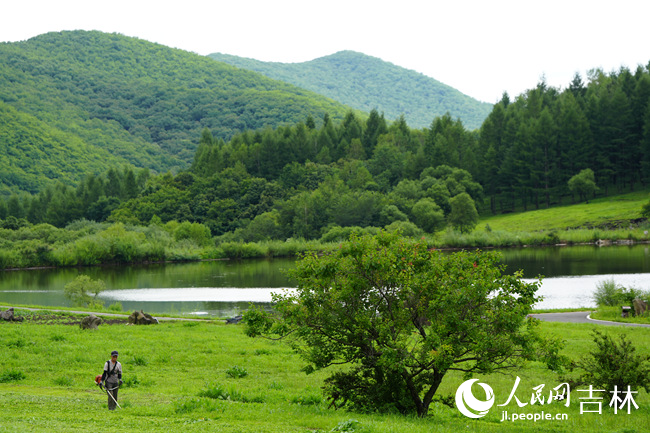 大陽參業的林下種植基地。人民網記者 李洋攝