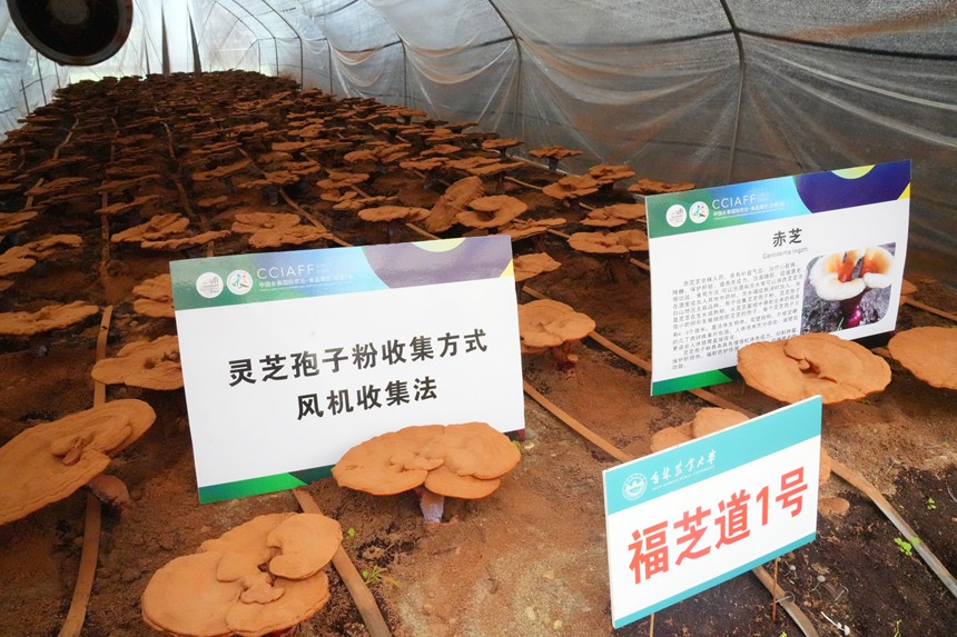 高校院所也將最新技術成果和農技知識帶到長春農博會，圖為吉林農業大學赤芝品種。人民網記者 李洋攝