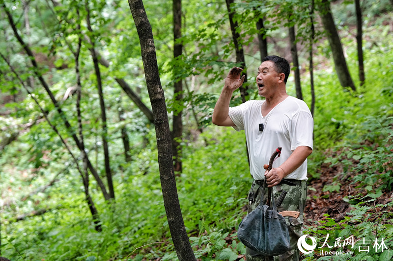 “參把頭”孫良珠在林中“放山”，按習俗找到人參后應高喊“棒槌”。人民網記者 李洋攝