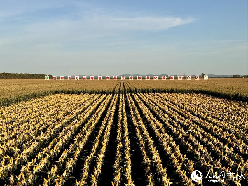 秋分時節，梨樹縣國家百萬畝綠色食品原料（玉米）標準化生產基地核心示范區沃野千里，遍地金黃。人民網記者李思玥攝