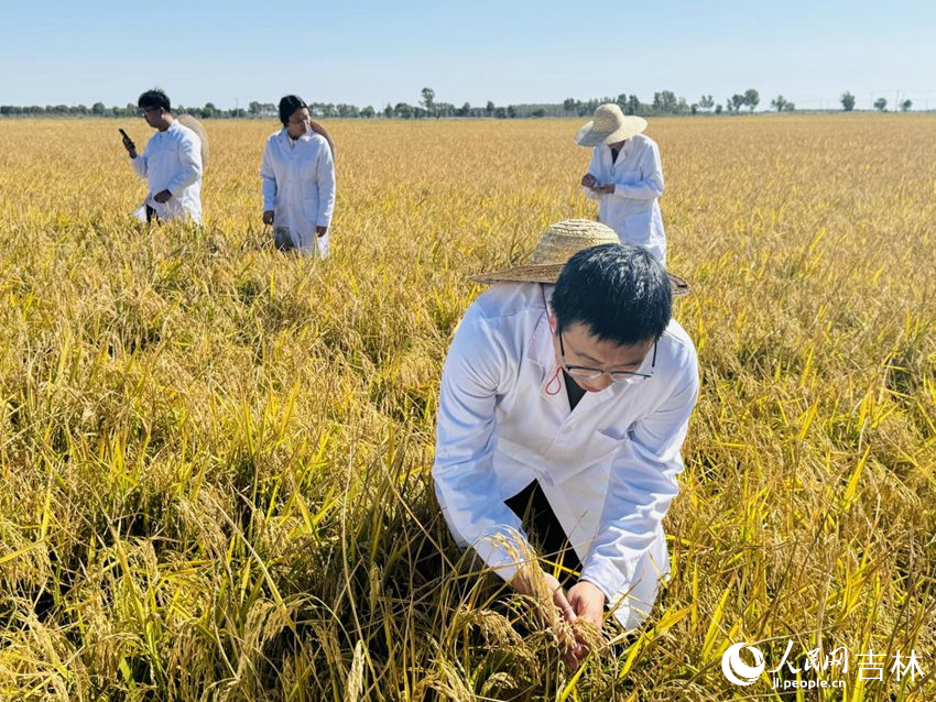 吉林省農業科學院水稻研究所副研究員馬?。ㄇ埃┡c團隊正在檢查水稻長勢。人民網記者 李思玥攝