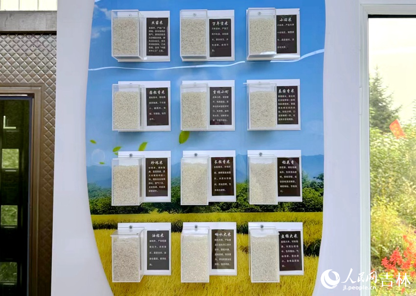 稻米研學館里展示的“大米家族”。人民網記者 李思玥攝