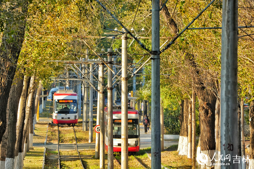 開行在林蔭中的有軌電車。人民網記者 李洋攝