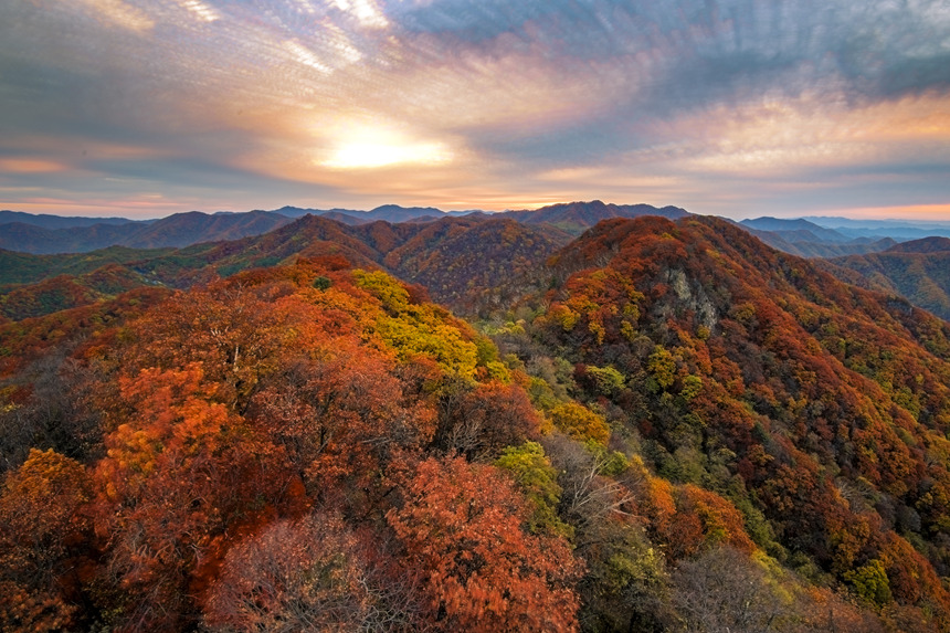 金秋時節，吉林通化市五女峰國家森林公園遠山近坡似紅霞繚繞，色彩斑斕，風光正好。通化市委宣傳部供圖