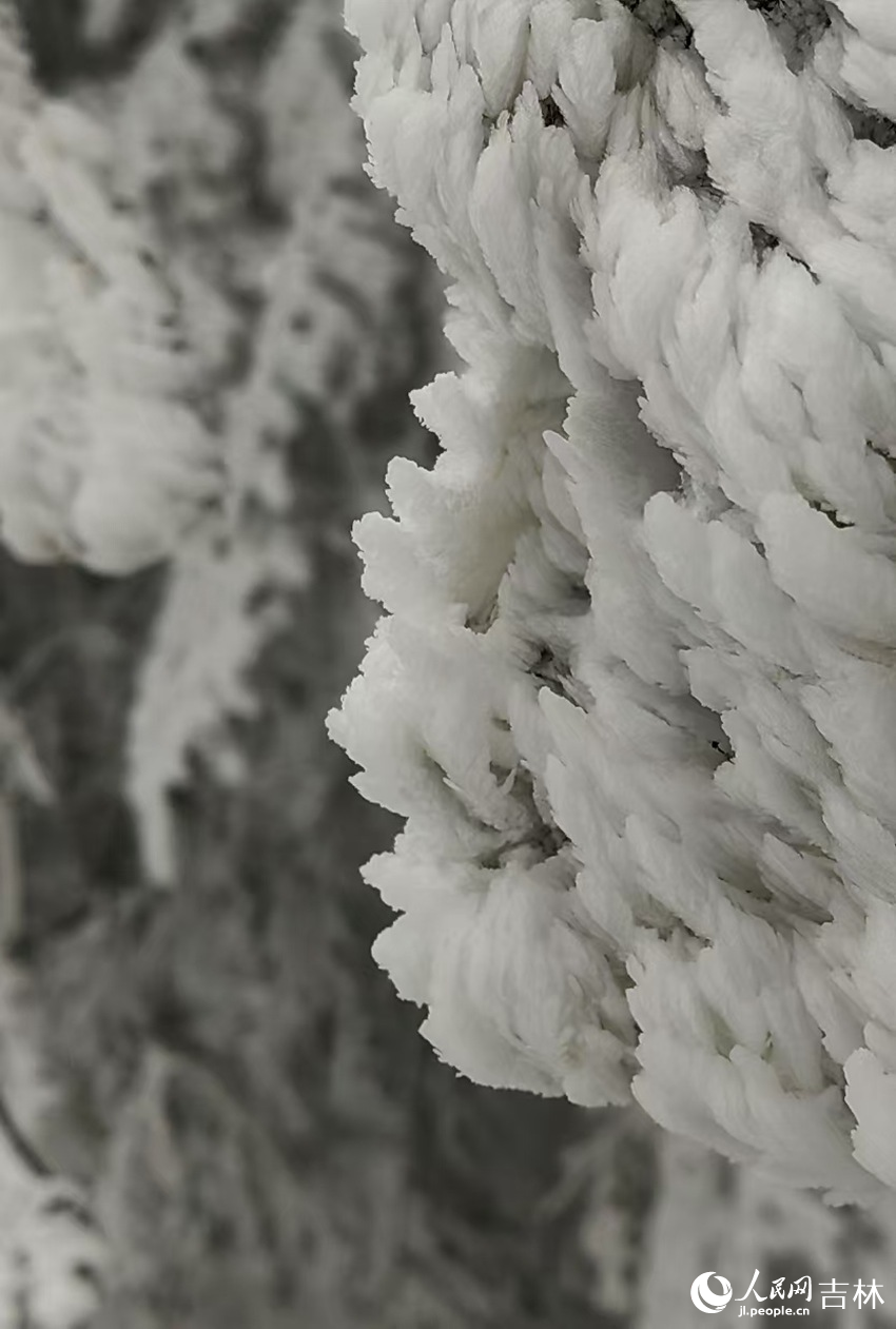 吉林市初雪玉樹銀花，分外妖嬈。人民網記者 李成偉攝
