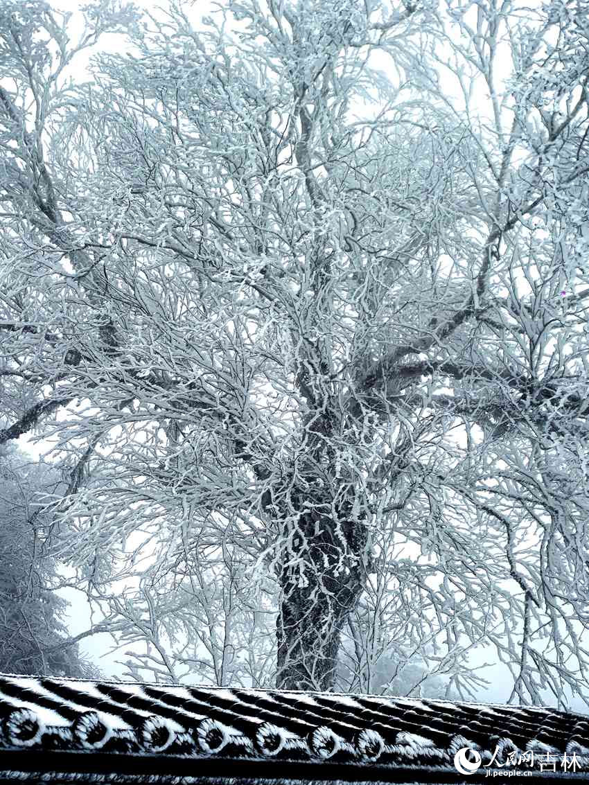 吉林市初雪玉樹銀花，分外妖嬈。人民網記者 王海躍攝
