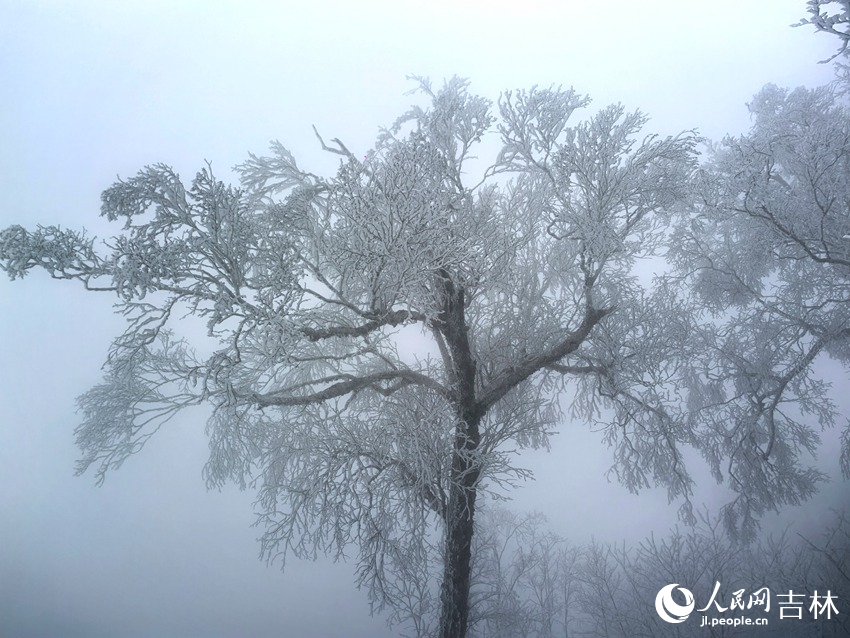 吉林市初雪玉樹銀花，分外妖嬈。人民網記者 王海躍攝