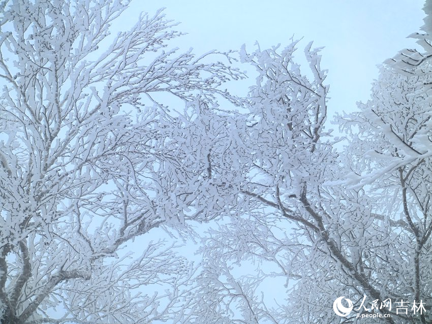 吉林市初雪玉樹銀花，分外妖嬈。人民網記者 王海躍攝