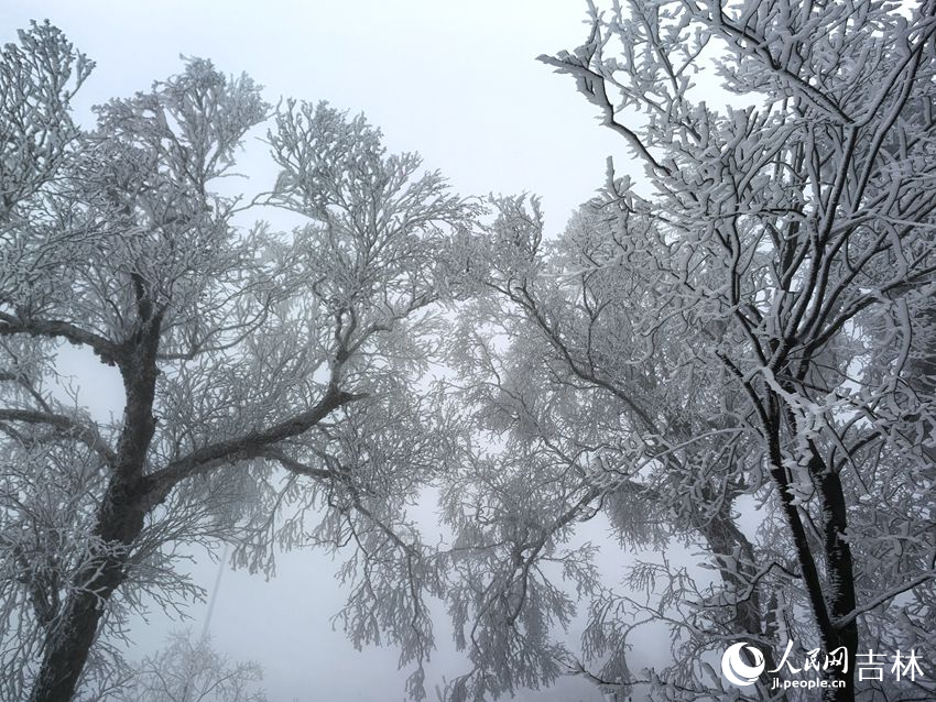 吉林市初雪玉樹銀花，分外妖嬈。人民網記者 王海躍攝