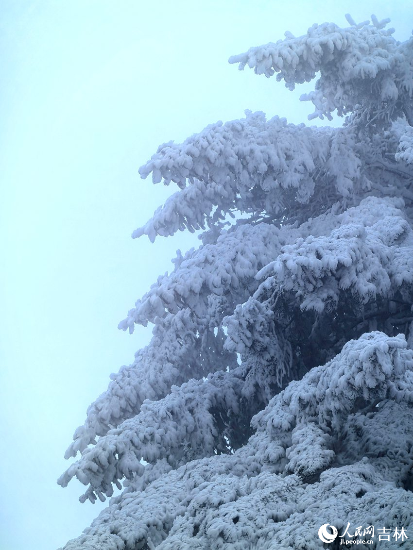 吉林市初雪玉樹銀花，分外妖嬈。人民網記者 王海躍攝