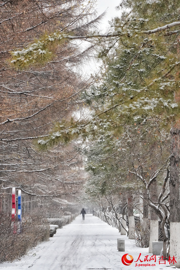26日，長春迎來入冬以來最強降雪天氣，整座城市銀裝素裹。人民網記者 李洋攝