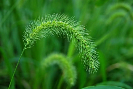 狗尾草煮水喝，能夠治療近視？